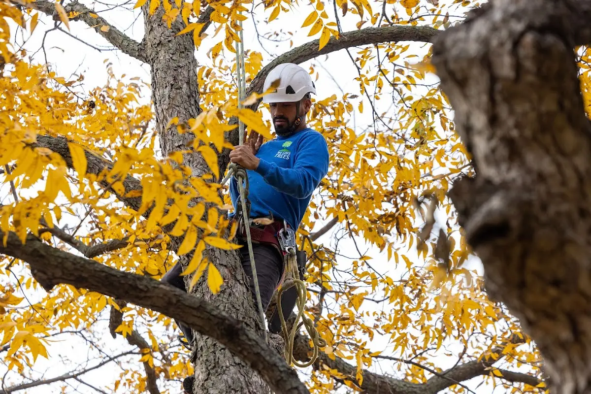 Skilled Tree Planing crew working in Dell City