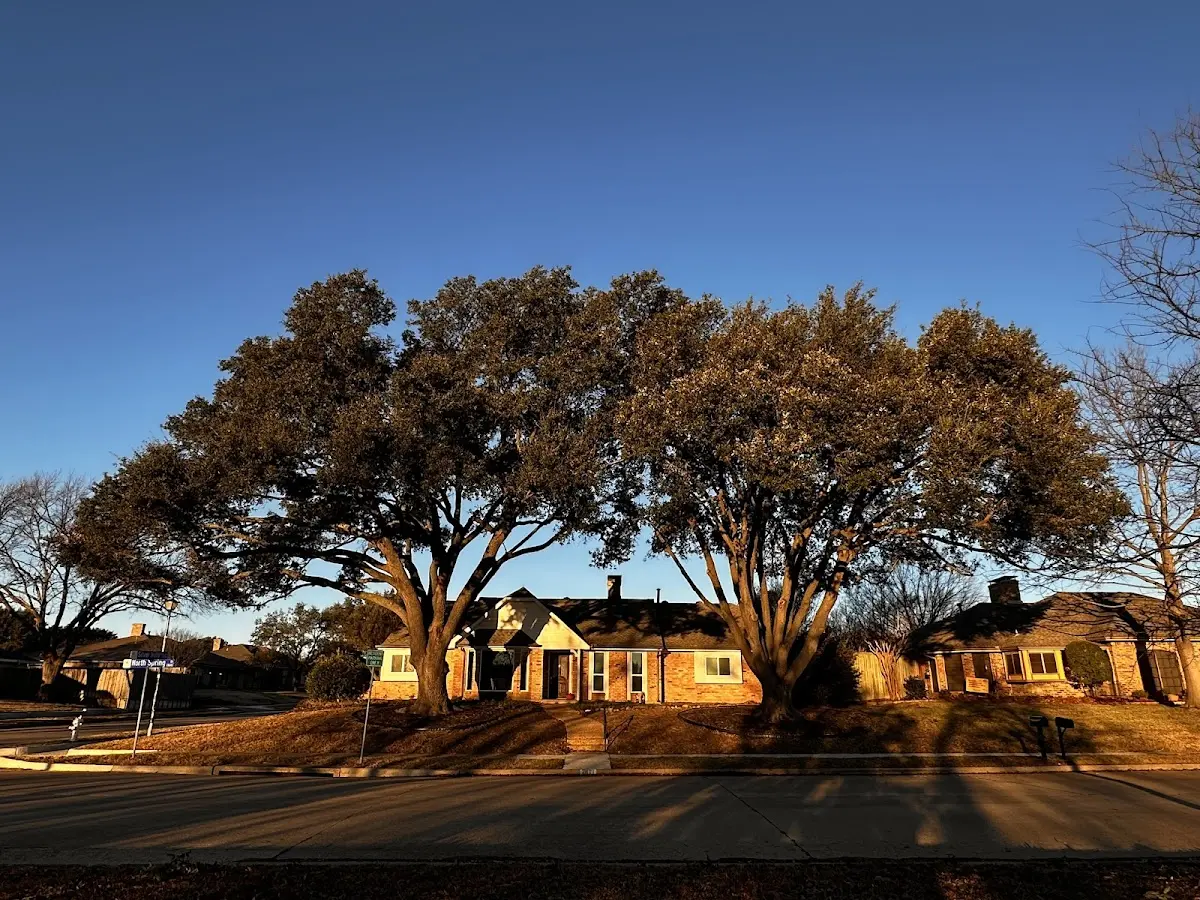 Established residential canopy tree shading a home in Dell City